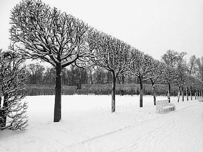 leafless trees thumbnail