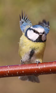 shallow focus photography of yellow and blue bird thumbnail