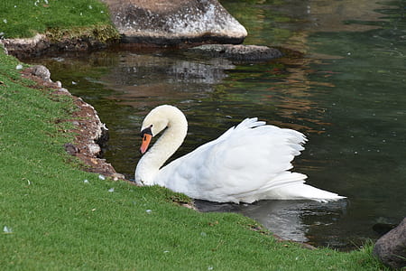 white swan in body of water at daytime thumbnail