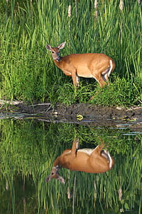 water mirror reflection of brown deer standing beside green grass thumbnail