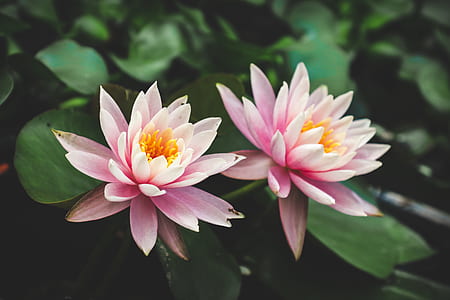 shallow focus photography of two pink flowers thumbnail