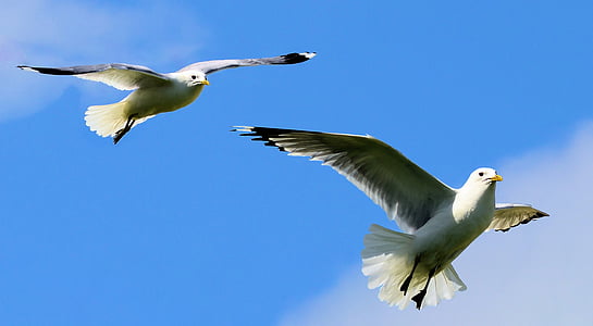 two birds flapping wings thumbnail