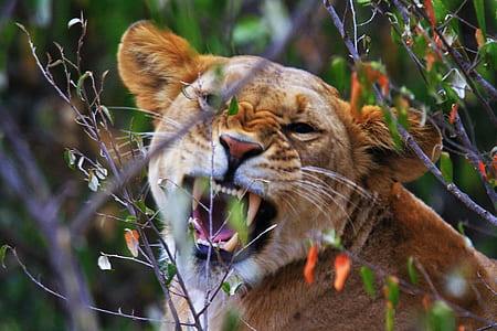 wildlife photography of mountain lion thumbnail