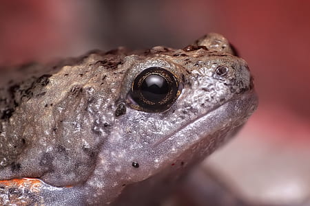 selective focus photography of gray and beige frog thumbnail