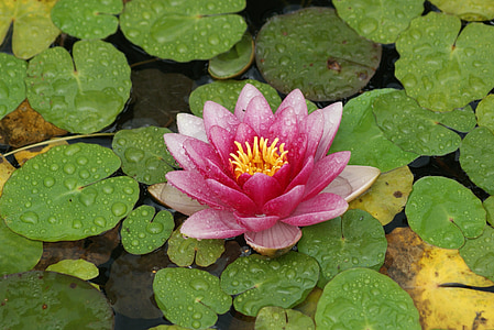 pink lotus flower during daytime thumbnail