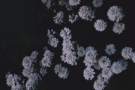 close up photo of white petaled flowers thumbnail