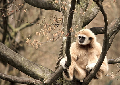 white monkey thumbnail