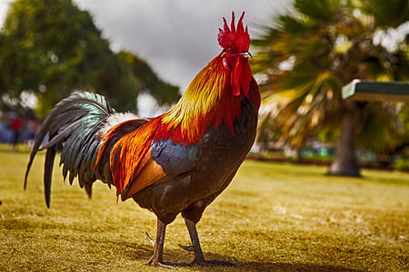 beige and red rooster thumbnail