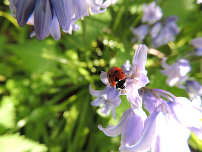 close-up photography red ladybug on purple petaled flowers thumbnail