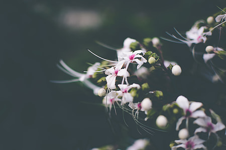 closeup photo of white petaled flower thumbnail