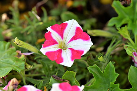 selective focus photography of red and white petunia flower thumbnail