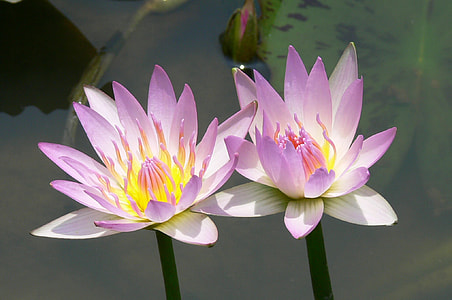 Lotus, Flower thumbnail
