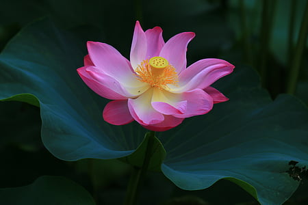 pink lotus flower selective focus photography thumbnail