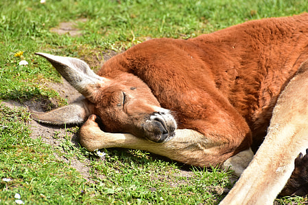 brown kangaroo sleeping on green grass during daytime thumbnail