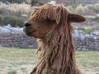 close-up photo of llama standing outdoor thumbnail