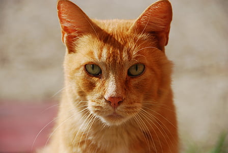 selective focus photography of orange tabby cat thumbnail