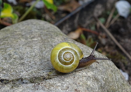 brown and green snail on gray stone thumbnail