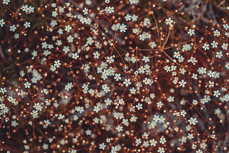 selective focus photography of white flowers thumbnail