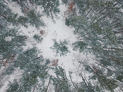 aerial photography of green forest with snow thumbnail