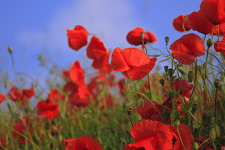 red petaled flower field during daytime thumbnail