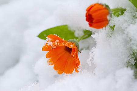 orange calendula flowers covered with snow thumbnail