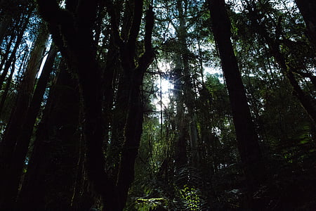 person taking photo of forest thumbnail