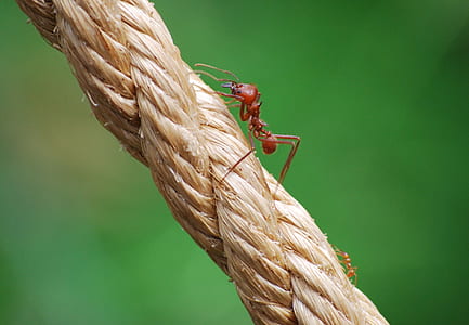 red ant in macro shot thumbnail