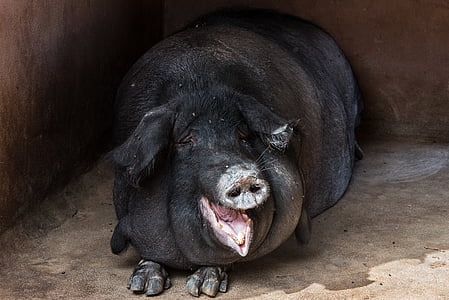 adult black pig lying on brown pavement thumbnail