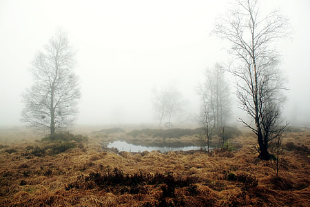 landscape photography of brown grass fields surrounded with fogs thumbnail