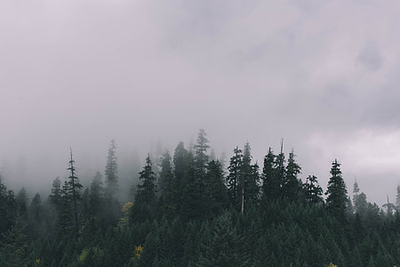 green leaf trees covered by fogs during daytime thumbnail