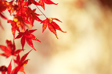 red maple in selective focus photograph thumbnail