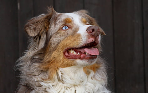 tan and white Australian shepherd thumbnail