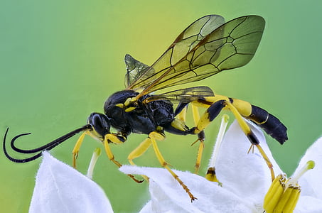 close up photo of wasp on white petaled flower thumbnail