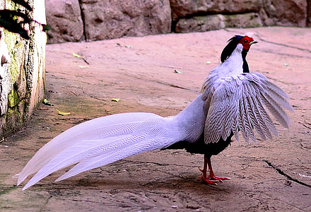 white and blue bird outdoors thumbnail