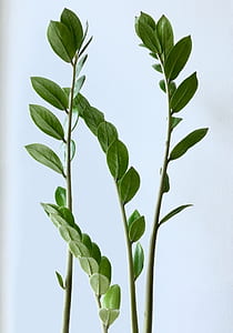 four green leaves close-up photography thumbnail