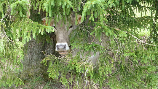 cow behind tree thumbnail