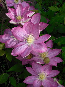 pink clematis flowers in bloom thumbnail