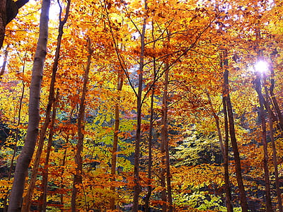 orange trees landscape photography thumbnail