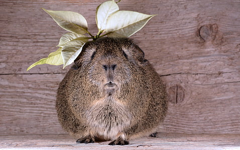 brown rodent thumbnail