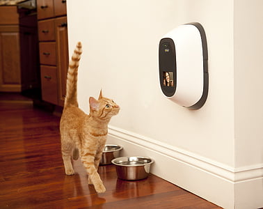 orange tabby cat thumbnail