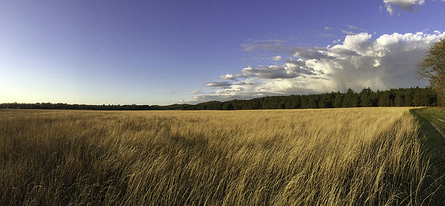 Field with long grass with sky and clouds and trees landscape at Quincy Bluff, Wisconsin thumbnail