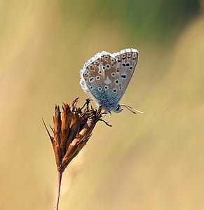 macro photography of common blue butterfly on flower thumbnail