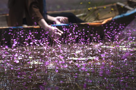 person riding boat beside purple flowers thumbnail