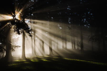 sunlight piercing to trees thumbnail