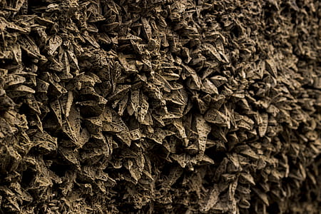 Grayscale Photo of Leaves thumbnail