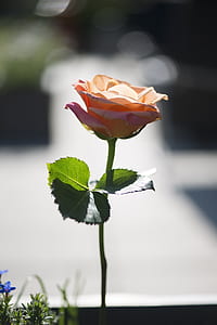 pink rose thumbnail