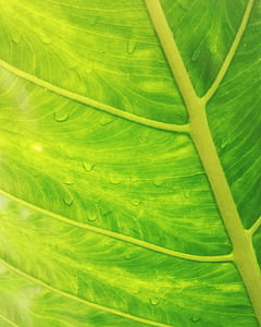 water dew on green leaf thumbnail