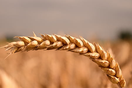 shallow focus photo of wheat thumbnail