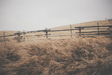 brown grass field near wooden fence thumbnail