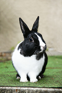 black and white Rabbit on green grass surface thumbnail